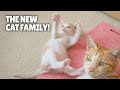 The New Cat Family! | Kittisaurus