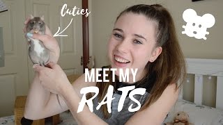 Meet My Rats ✨