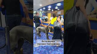 Самая ужасная поездка в Италии #shorts #италия #туризм #жизньвиталии #паром #генуя