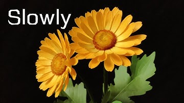 ABC TV | How To Make Daisy Paper Flower #5 ( Slowly)| Flower Die Cuts - Craft Tutorial