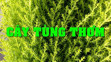 Cây Tùng Thơm  - Ý nghĩa và cách chăm sóc