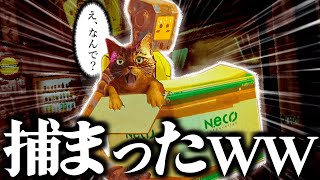 バカ猫、ついに出荷される【Stray】4