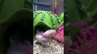 Аксолотль Лилу #аксолотль #амфибия #питомец