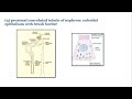 'Specialised cells for reabsorption in kidney' #neetbiologymcq #quickbiologyrevision