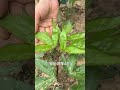 쌈채소 당귀(뿌리는 한약재, 삶은물은 여성 피부 희게하는 약재로 유명) #당귀 #한약재 #약재 #쌈채소