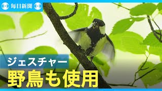 翼パタパタ「お先にどうぞ」　鳥もジェスチャー、東大チーム解明