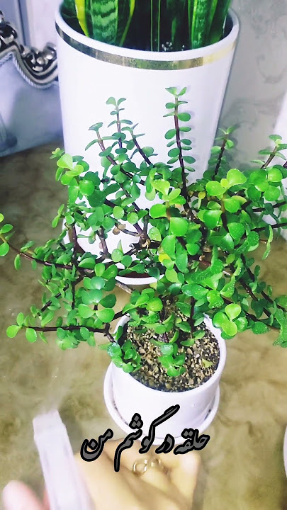 رسیدگی به گلای زیبای خونه با آهنگ دلنشین مهدی تفکری خانه بر دوش😊🙂