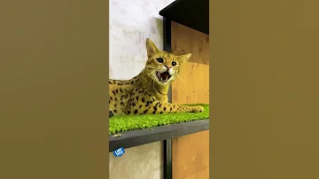 Почему же саванна Олаф обидел Сколла? Причина раскрыта? 😼