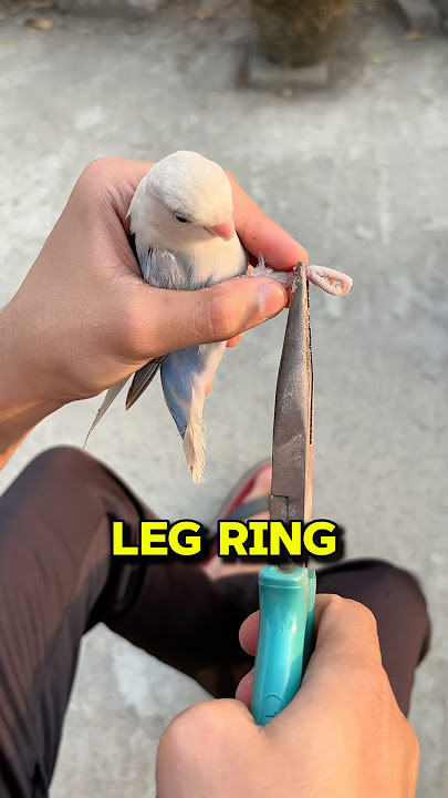 Birds Leg Ring 🦜 #birds #lovebirds  #birdslover #minivlog #petlover