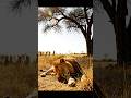 “Peaceful Nap Turns Wild in the Savannah”(穏やかな昼寝が一瞬でワイルドに変わる)평화로운 낮잠이 순식간에 와일드로 변했다