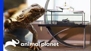 Creating a True Work of Art For a Uromastyx's Stylish New Home | Scaled