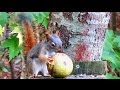 Red Squirrel and Huge Nut - Time Lapse Video