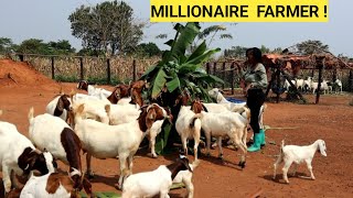 BEST Practices In Feeding GOATS For PROFITS! | Harvesting Maize, Farm Routine by Value Farm 93,165 views 2 months ago 32 minutes