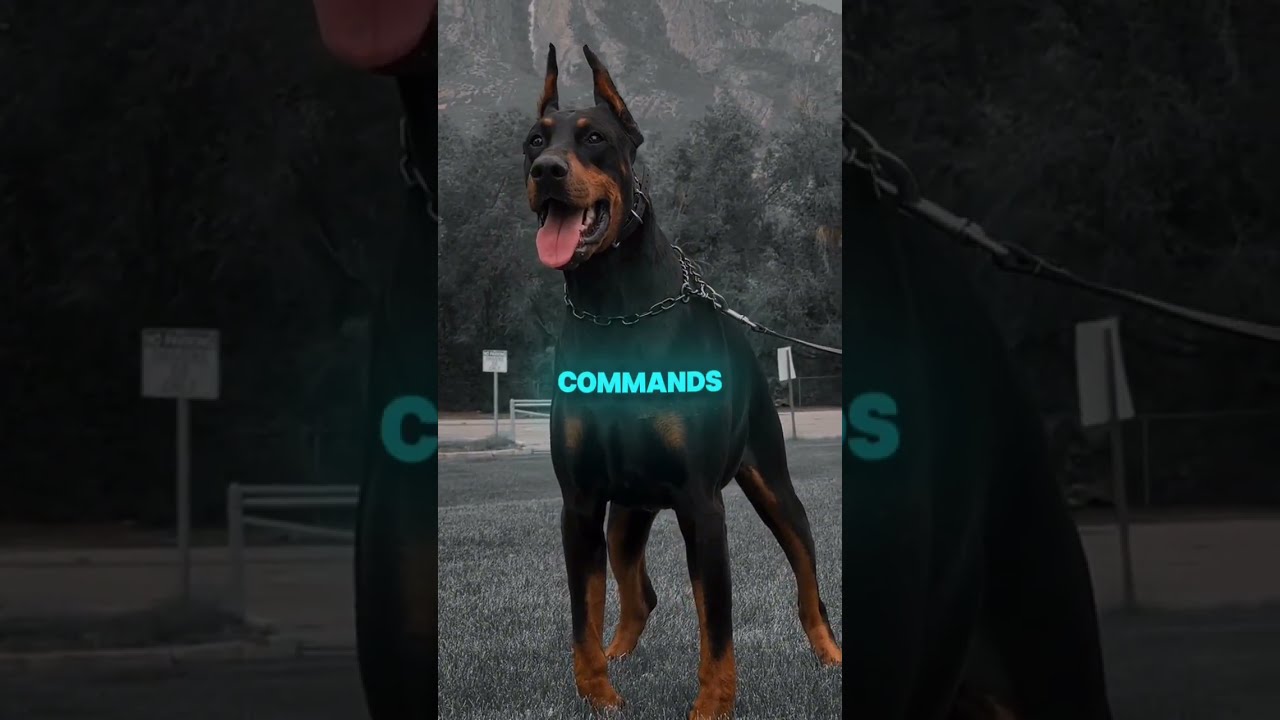 Rottweiler Vs Doberman Shorts