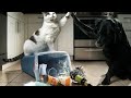 Funny animals 2022  try not to laugh  only for you 5m 3