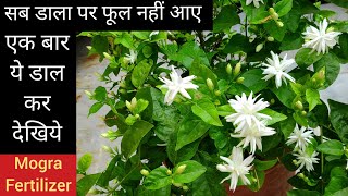 Mogra plant care fertilizer, homemade kitchen waste organic n chemical fertilizer for jasmine plant