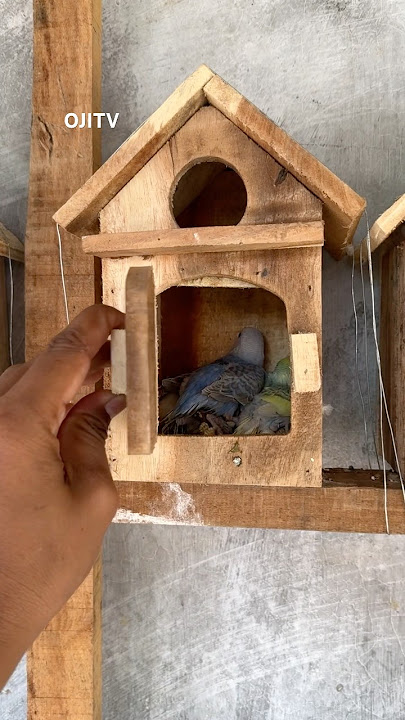 Cek rumah burung  #reels #explore #Amazing #trendingreels #fyp #OMG #animals #viral #nature #nest