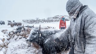 A Winter Storm in Changthang | Living with the Changpas of Ladakh  4/6