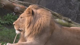 Introducing the new lion at the NC Zoo