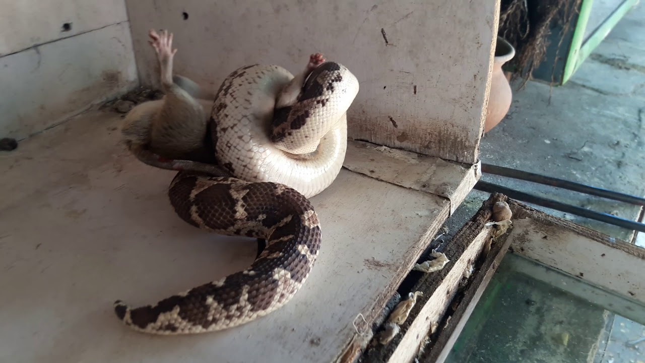  Snake rescue team Panchet dam