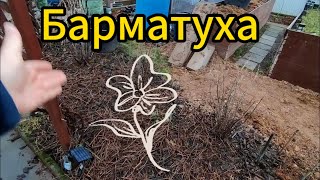 Вся правда о барматухе, закваске и бродиловке.