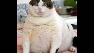 World Record- Fattest Cat!