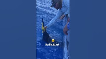 Marlin Attack! #shorts #marlin #marlinfishing #deepseafishing #marlinattack #floridalife