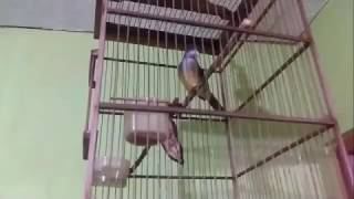 Download Kicauan Burung Kores/cucak Jenggot Lagi Teler Video MP3 Kicauan Burung Kores/cucak Jenggot Lagi Teler