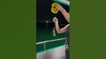 Câu mực đêm Phú quốc