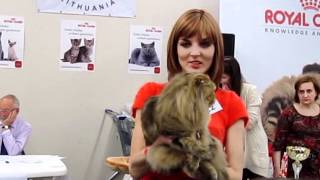 Лучший Длинношёрстный кот Лучший Длинношёрстный кот