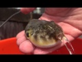 Puffer Fish releasing water!