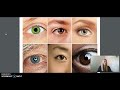 Understanding the Human Eye