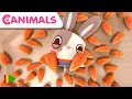 Canimals espaol  episodio 3 y 4  dibujos para nios  11 minutos