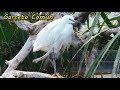 Garceta común (Egretta garzetta) Datos y curiosidades