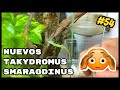 PAREJA DE 🦎TAKYDROMUS SMARAGDINUS EN SU NUEVO TERRARIO 🌿 | KANAKY VLOG #54