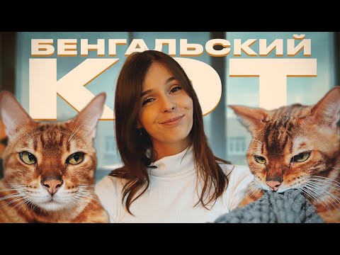 БЕНГАЛЬСКИЙ КОТ / ПЛЮСЫ И МИНУСЫ ПОРОДЫ / СТОИТ ЛИ ЗАВОДИТЬ?