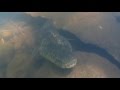 オオウナギの陸上移動！そして幻のニホンウナギついに発見か!?