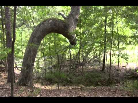 Izard County's "Trail of Trees"