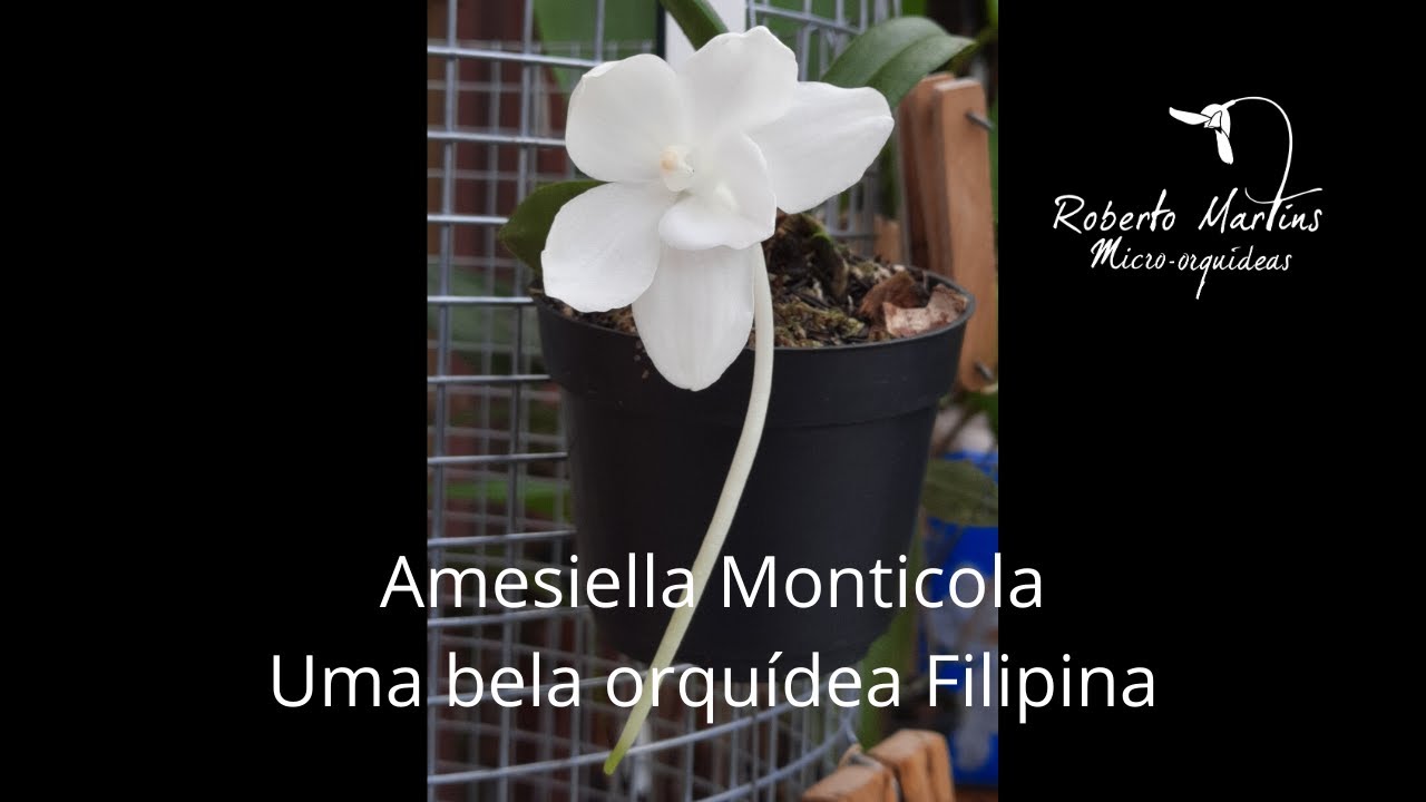 Amesiella monticola - Uma bela orquídea Filipina - thptnganamst.edu.vn