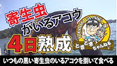 寄生虫だらけの魚を豪華な姿造りにする キジハタのさばき方 Youtube 寄生虫だらけの魚を豪華な姿造りにする キジハタのさばき方 Youtube