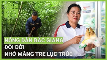 Biến măng lục trúc thành "vàng", nông dân Bắc Giang đổi đời | VTC16