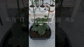 밀폐된 통에 심은 작물이 장마를 나는 현장.