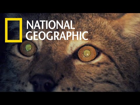 動物熱搜榜：哪些動物具有夜視能力？《國家地理》雜誌