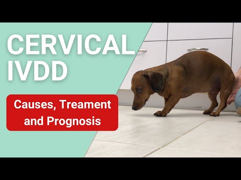 Video: Canine Degenerative Disc Disease Vs. Scheibenbruch