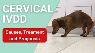 Symptoms of Cervical IVDD in Dogs