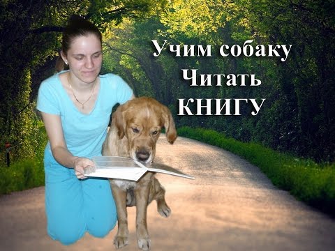 Дрессировка собаки: Учимся читать книгу. 