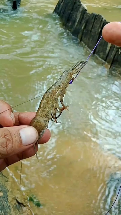 UMPAN JITU MANCING IKAN KAKAP PUTIH #fishing