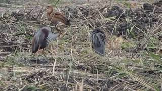 1050630宜蘭下埔紫鷺親鳥與亞成鳥