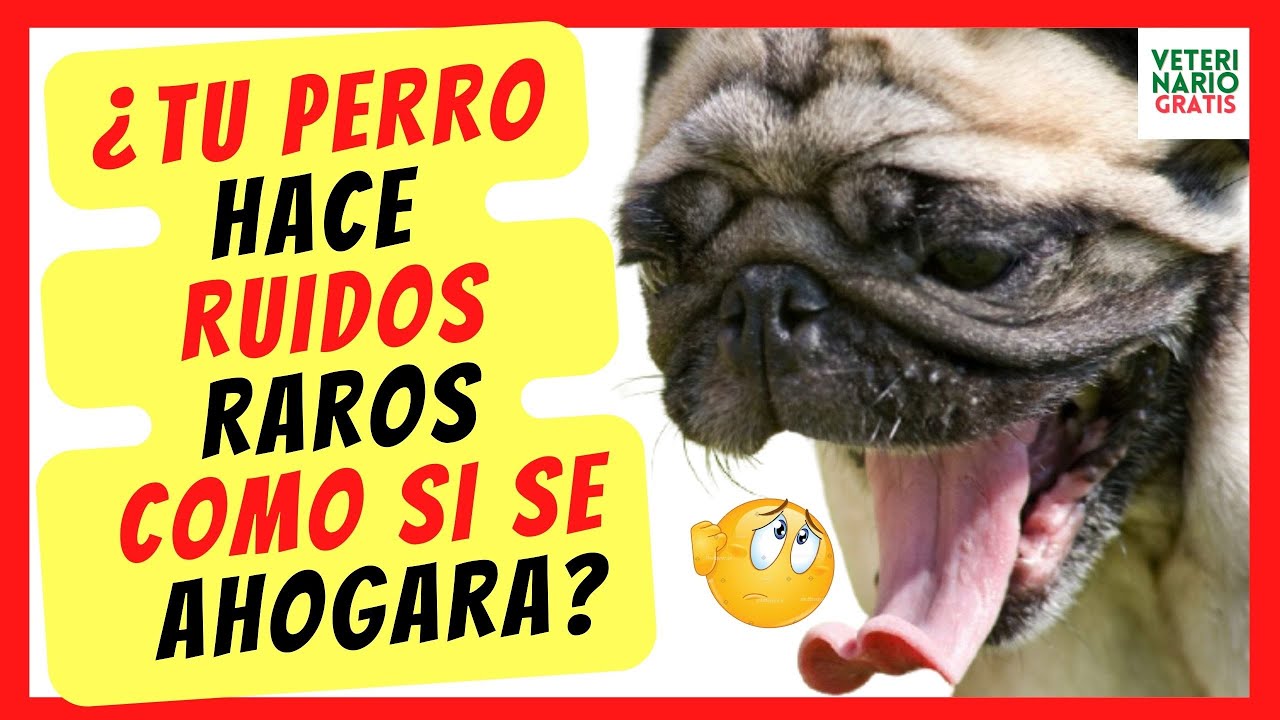 Hates Indvending Bevise ❤️ ¿PORQUE MI PERRO HACE RUIDOS RAROS COMO SI SE AHOGARA Y NO RESPIRA BIEN?  ❤️( COLAPSO TRAQUEAL) - YouTube