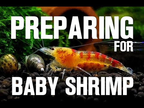 PREPARING FOR BABY SHRIMP Increasing Survival!l